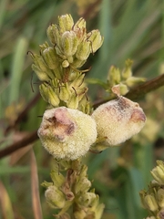 Asphondylia verbasci