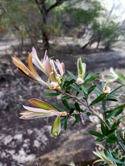 Leptospermum grandifolium