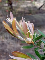 Leptospermum grandifolium