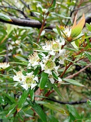 Leptospermum grandifolium