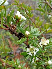 Leptospermum grandifolium