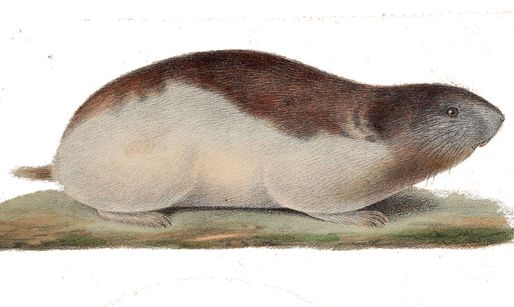 Palearctic Collared Lemming
