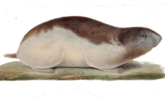 Palearctic Collared Lemming photo 5