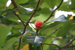 Maclura