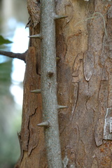 Maclura
