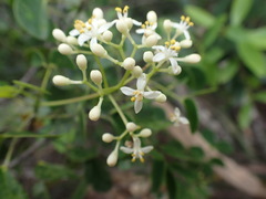 Zanthoxylum pancheri