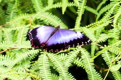 Morpho helenor violaceus