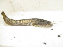 Silurus asotus