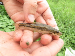 Microphysogobio brevirostris