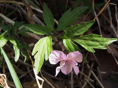 Viola eizanensis