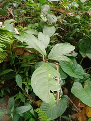 Ficus montana