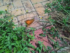 Dione vanillae maculosa