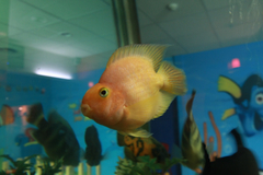 Amphilophus × Paraneetroplus