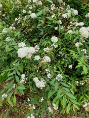 Spiraea cantoniensis