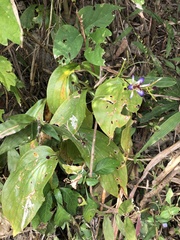 Tricyrtis lasiocarpa