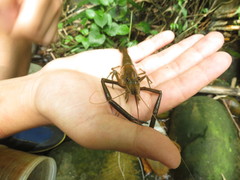 Macrobrachium asperulum