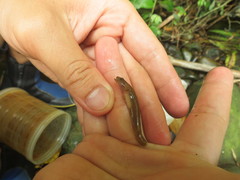Rhinogobius rubromaculatus