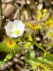 Drosera hookeri