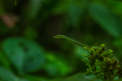 Ahaetulla farnsworthi