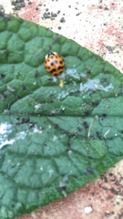 Harmonia axyridis