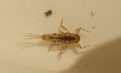 Teloganodidae