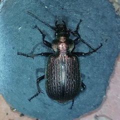 Calosoma alternans