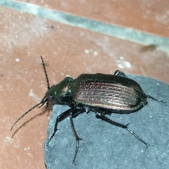 Calosoma alternans