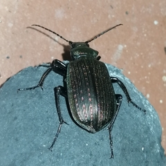 Calosoma alternans
