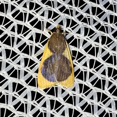 Prooedema inscisalis