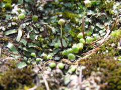 Mannia androgyna