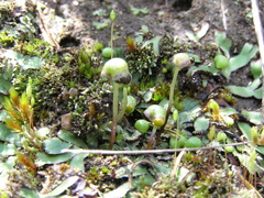 Mannia androgyna