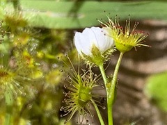 Drosera hookeri