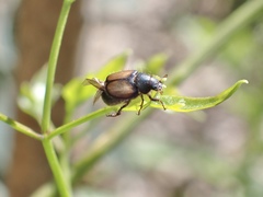 Liparetrus discipennis
