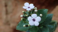 Teedia