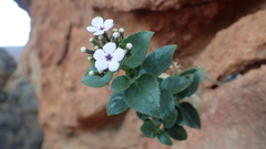 Teedia