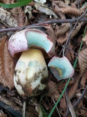 Rubroboletus pulchrotinctus