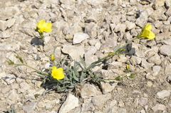 Linum pallasianum