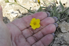Linum pallasianum