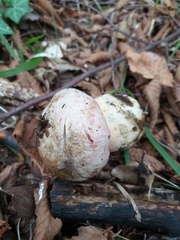 Rubroboletus pulchrotinctus