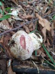 Rubroboletus pulchrotinctus