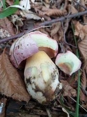 Rubroboletus pulchrotinctus