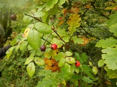 Rosa arvensis