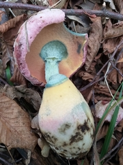 Rubroboletus pulchrotinctus