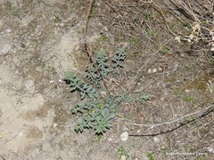 Haplophyllum linifolium