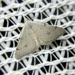 Dichromodes usurpatrix