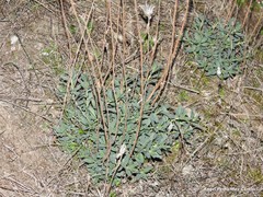Haplophyllum linifolium