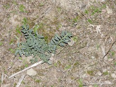 Haplophyllum linifolium