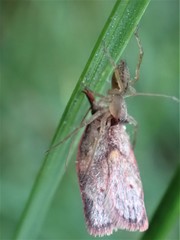 Enchocrates glaucopis
