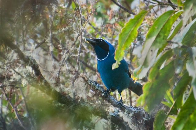 White-collared Jay photo