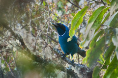 White-Collared Jay photo 1